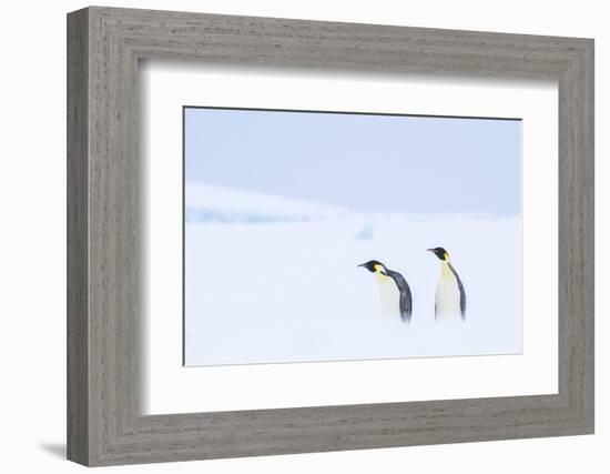 Snow Hill Island, Antarctica. Pair of Emperor penguins traversing the ice shelf during a storm.-Dee Ann Pederson-Framed Photographic Print