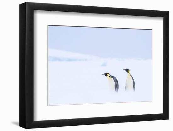 Snow Hill Island, Antarctica. Pair of Emperor penguins traversing the ice shelf during a storm.-Dee Ann Pederson-Framed Photographic Print