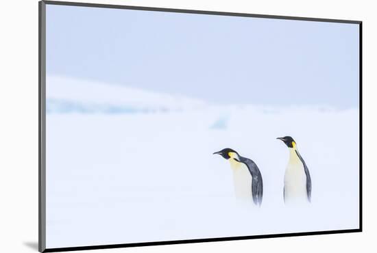 Snow Hill Island, Antarctica. Pair of Emperor penguins traversing the ice shelf during a storm.-Dee Ann Pederson-Mounted Photographic Print
