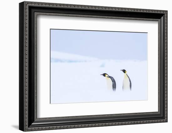 Snow Hill Island, Antarctica. Pair of Emperor penguins traversing the ice shelf during a storm.-Dee Ann Pederson-Framed Photographic Print