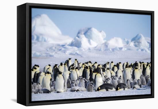 Snow Hill Island, Antarctica. Scenic emperor penguin colony with chicks on a sunny day.-Dee Ann Pederson-Framed Premier Image Canvas