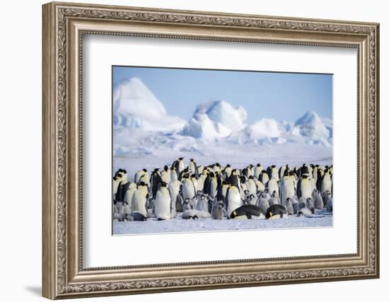 Snow Hill Island, Antarctica. Scenic emperor penguin colony with chicks on a sunny day.-Dee Ann Pederson-Framed Photographic Print