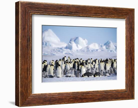 Snow Hill Island, Antarctica. Scenic emperor penguin colony with chicks on a sunny day.-Dee Ann Pederson-Framed Photographic Print