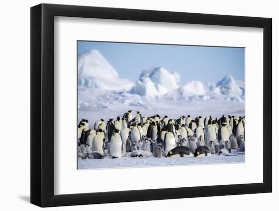 Snow Hill Island, Antarctica. Scenic emperor penguin colony with chicks on a sunny day.-Dee Ann Pederson-Framed Photographic Print