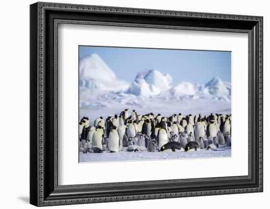 Snow Hill Island, Antarctica. Scenic emperor penguin colony with chicks on a sunny day.-Dee Ann Pederson-Framed Photographic Print