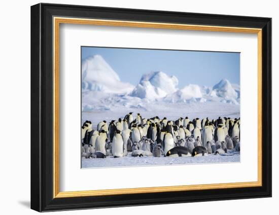 Snow Hill Island, Antarctica. Scenic emperor penguin colony with chicks on a sunny day.-Dee Ann Pederson-Framed Photographic Print