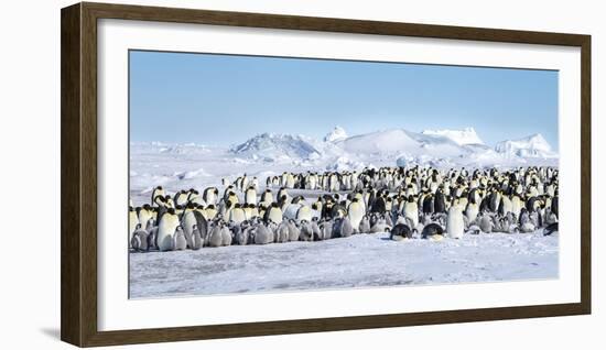 Snow Hill Island, Antarctica. Scenic emperor penguin colony with chicks on a sunny day.-Dee Ann Pederson-Framed Photographic Print