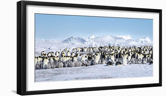 Snow Hill Island, Antarctica. Scenic emperor penguin colony with chicks on a sunny day.-Dee Ann Pederson-Framed Photographic Print