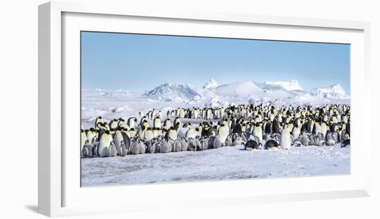 Snow Hill Island, Antarctica. Scenic emperor penguin colony with chicks on a sunny day.-Dee Ann Pederson-Framed Photographic Print