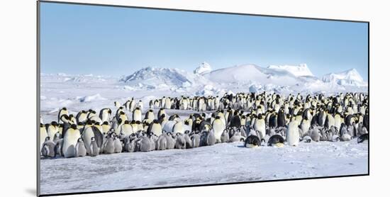 Snow Hill Island, Antarctica. Scenic emperor penguin colony with chicks on a sunny day.-Dee Ann Pederson-Mounted Photographic Print