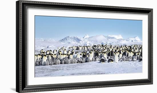 Snow Hill Island, Antarctica. Scenic emperor penguin colony with chicks on a sunny day.-Dee Ann Pederson-Framed Photographic Print