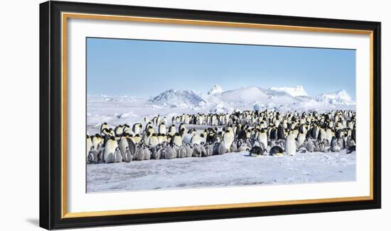 Snow Hill Island, Antarctica. Scenic emperor penguin colony with chicks on a sunny day.-Dee Ann Pederson-Framed Photographic Print