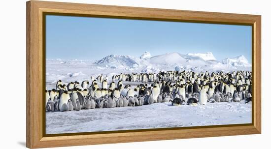 Snow Hill Island, Antarctica. Scenic emperor penguin colony with chicks on a sunny day.-Dee Ann Pederson-Framed Premier Image Canvas