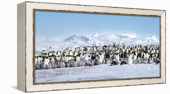 Snow Hill Island, Antarctica. Scenic emperor penguin colony with chicks on a sunny day.-Dee Ann Pederson-Framed Premier Image Canvas