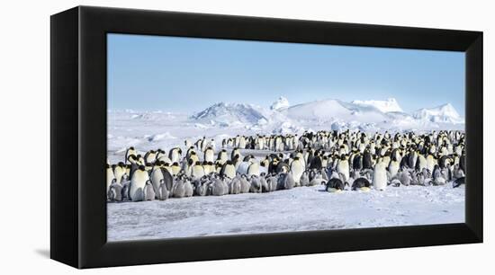 Snow Hill Island, Antarctica. Scenic emperor penguin colony with chicks on a sunny day.-Dee Ann Pederson-Framed Premier Image Canvas