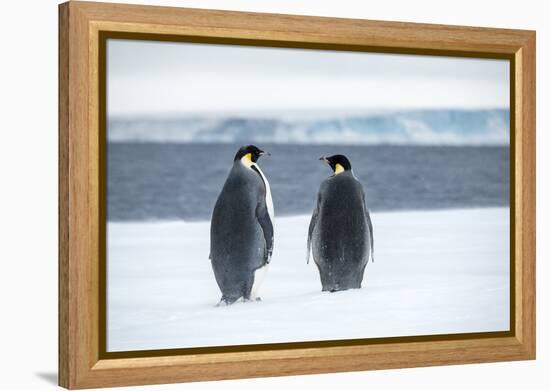 Snow Hill Island, Antarctica. Two adult Emperor penguins have traveled to fish.-Dee Ann Pederson-Framed Premier Image Canvas