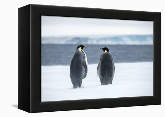 Snow Hill Island, Antarctica. Two adult Emperor penguins have traveled to fish.-Dee Ann Pederson-Framed Premier Image Canvas