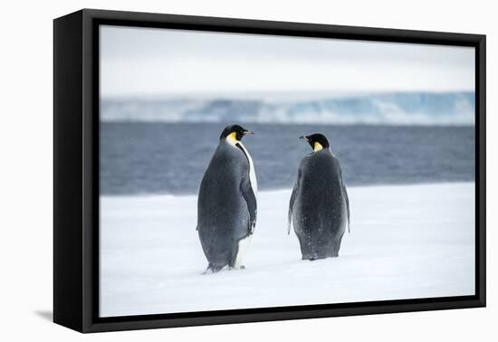 Snow Hill Island, Antarctica. Two adult Emperor penguins have traveled to fish.-Dee Ann Pederson-Framed Premier Image Canvas