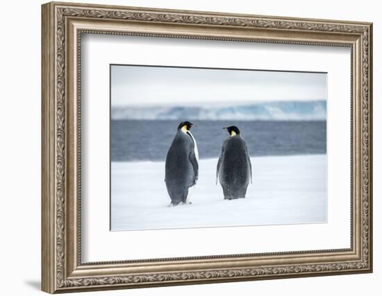 Snow Hill Island, Antarctica. Two adult Emperor penguins have traveled to fish.-Dee Ann Pederson-Framed Photographic Print