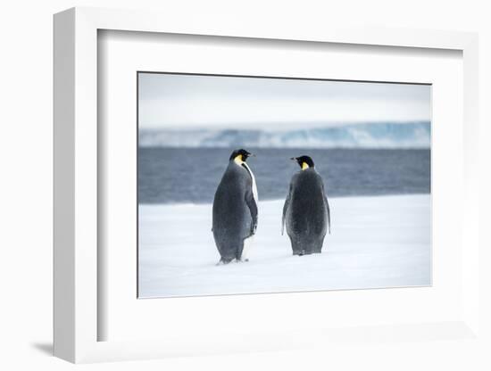 Snow Hill Island, Antarctica. Two adult Emperor penguins have traveled to fish.-Dee Ann Pederson-Framed Photographic Print