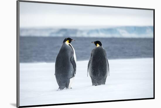 Snow Hill Island, Antarctica. Two adult Emperor penguins have traveled to fish.-Dee Ann Pederson-Mounted Photographic Print