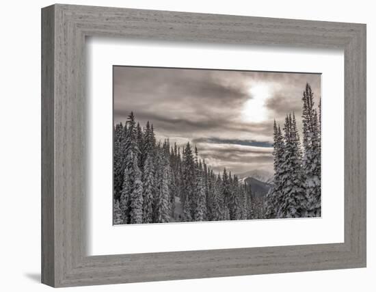 Snow in Evergreens from Beartrap Canyon, Wasatch Mountains, Utah-Howie Garber-Framed Photographic Print