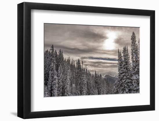 Snow in Evergreens from Beartrap Canyon, Wasatch Mountains, Utah-Howie Garber-Framed Photographic Print