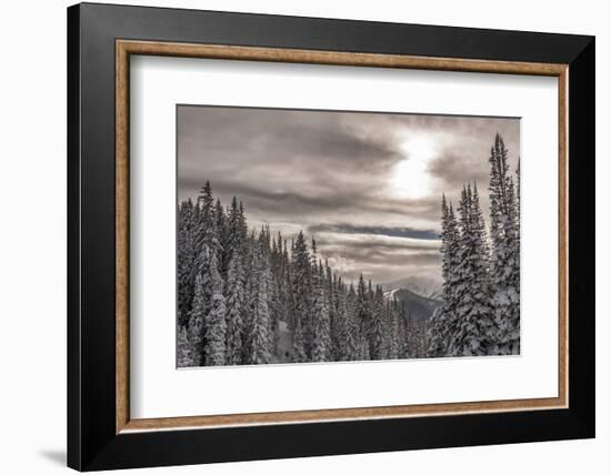 Snow in Evergreens from Beartrap Canyon, Wasatch Mountains, Utah-Howie Garber-Framed Photographic Print