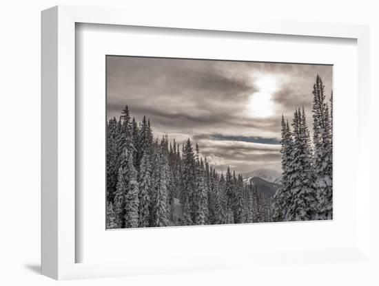 Snow in Evergreens from Beartrap Canyon, Wasatch Mountains, Utah-Howie Garber-Framed Photographic Print