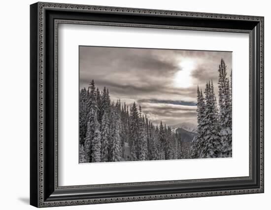 Snow in Evergreens from Beartrap Canyon, Wasatch Mountains, Utah-Howie Garber-Framed Photographic Print