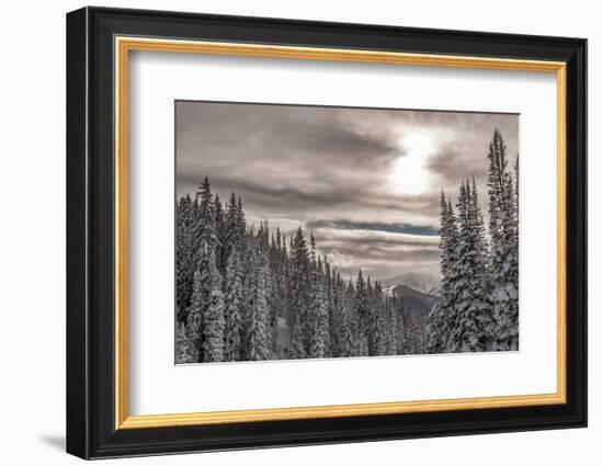 Snow in Evergreens from Beartrap Canyon, Wasatch Mountains, Utah-Howie Garber-Framed Photographic Print