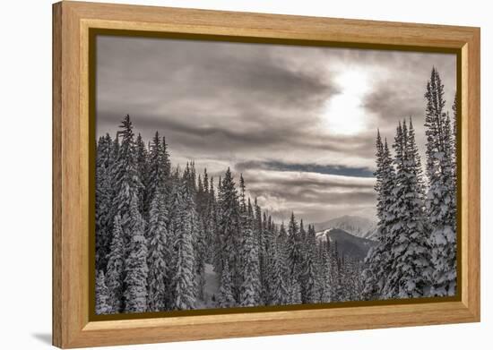 Snow in Evergreens from Beartrap Canyon, Wasatch Mountains, Utah-Howie Garber-Framed Premier Image Canvas