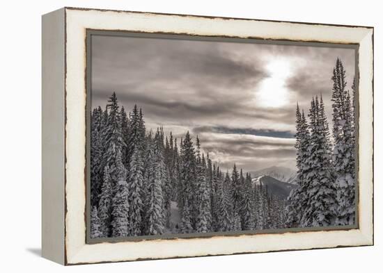 Snow in Evergreens from Beartrap Canyon, Wasatch Mountains, Utah-Howie Garber-Framed Premier Image Canvas