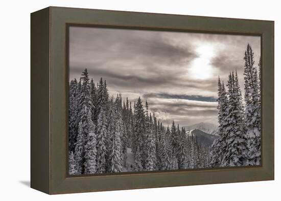 Snow in Evergreens from Beartrap Canyon, Wasatch Mountains, Utah-Howie Garber-Framed Premier Image Canvas