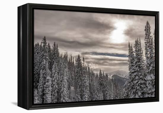 Snow in Evergreens from Beartrap Canyon, Wasatch Mountains, Utah-Howie Garber-Framed Premier Image Canvas