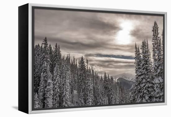 Snow in Evergreens from Beartrap Canyon, Wasatch Mountains, Utah-Howie Garber-Framed Premier Image Canvas