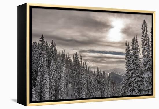 Snow in Evergreens from Beartrap Canyon, Wasatch Mountains, Utah-Howie Garber-Framed Premier Image Canvas