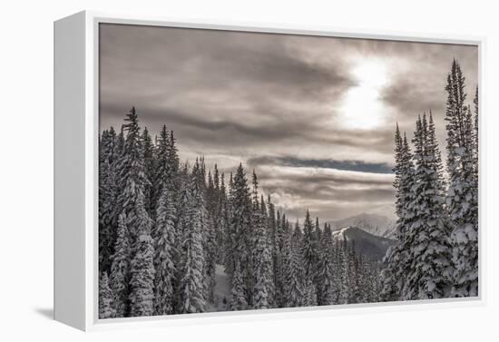 Snow in Evergreens from Beartrap Canyon, Wasatch Mountains, Utah-Howie Garber-Framed Premier Image Canvas