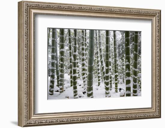 Snow-laden bamboo, Kodai-ji temple, Kyoto, Japan, Asia-Damien Douxchamps-Framed Photographic Print