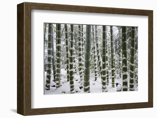 Snow-laden bamboo, Kodai-ji temple, Kyoto, Japan, Asia-Damien Douxchamps-Framed Photographic Print