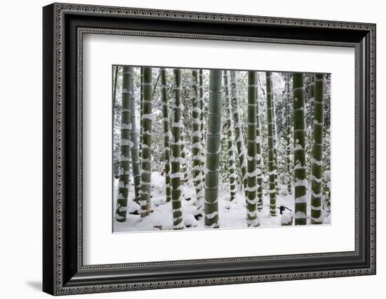 Snow-laden bamboo, Kodai-ji temple, Kyoto, Japan, Asia-Damien Douxchamps-Framed Photographic Print