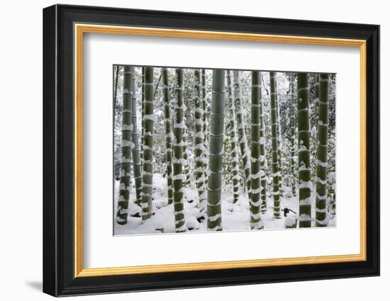 Snow-laden bamboo, Kodai-ji temple, Kyoto, Japan, Asia-Damien Douxchamps-Framed Photographic Print