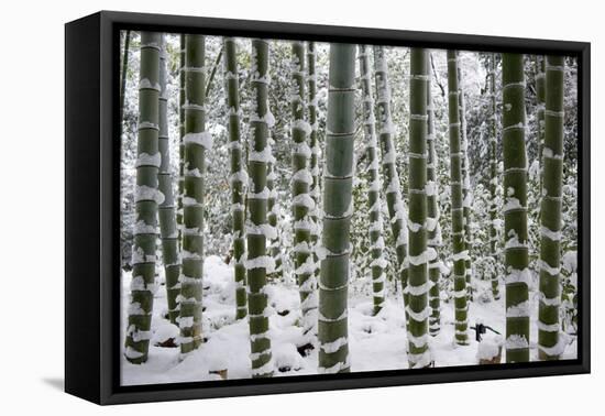 Snow-laden bamboo, Kodai-ji temple, Kyoto, Japan, Asia-Damien Douxchamps-Framed Premier Image Canvas