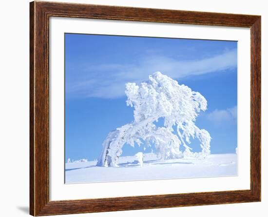 Snow-Laden Tree in Black Forest Winter Scene-Herbert Kehrer-Framed Photographic Print