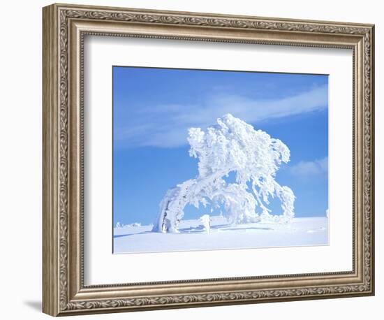 Snow-Laden Tree in Black Forest Winter Scene-Herbert Kehrer-Framed Photographic Print