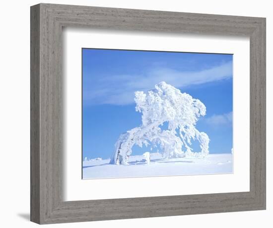 Snow-Laden Tree in Black Forest Winter Scene-Herbert Kehrer-Framed Photographic Print