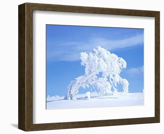 Snow-Laden Tree in Black Forest Winter Scene-Herbert Kehrer-Framed Photographic Print