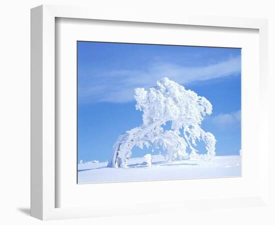 Snow-Laden Tree in Black Forest Winter Scene-Herbert Kehrer-Framed Photographic Print