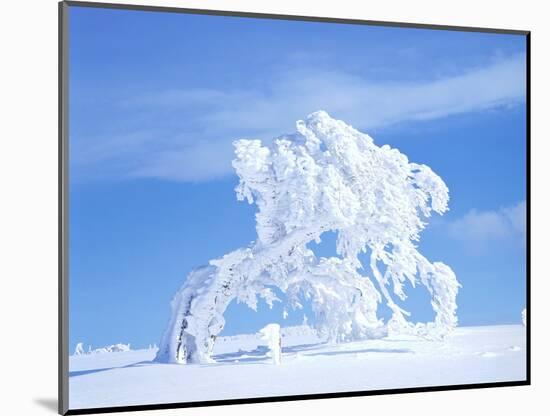 Snow-Laden Tree in Black Forest Winter Scene-Herbert Kehrer-Mounted Photographic Print