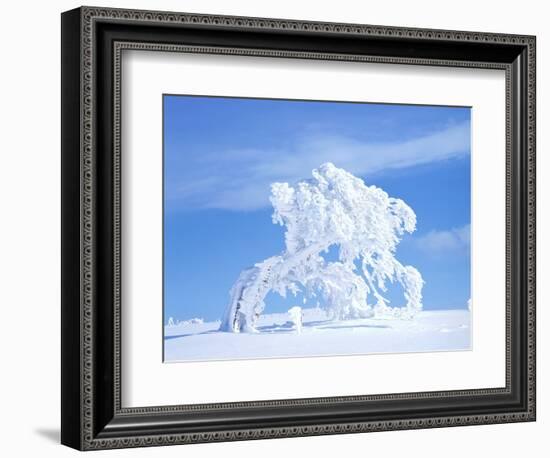 Snow-Laden Tree in Black Forest Winter Scene-Herbert Kehrer-Framed Photographic Print